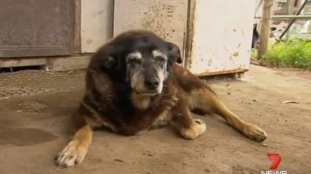 Maggie, le plus vieux chien du monde, est mort